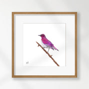 Violet Backed Starling - VBST