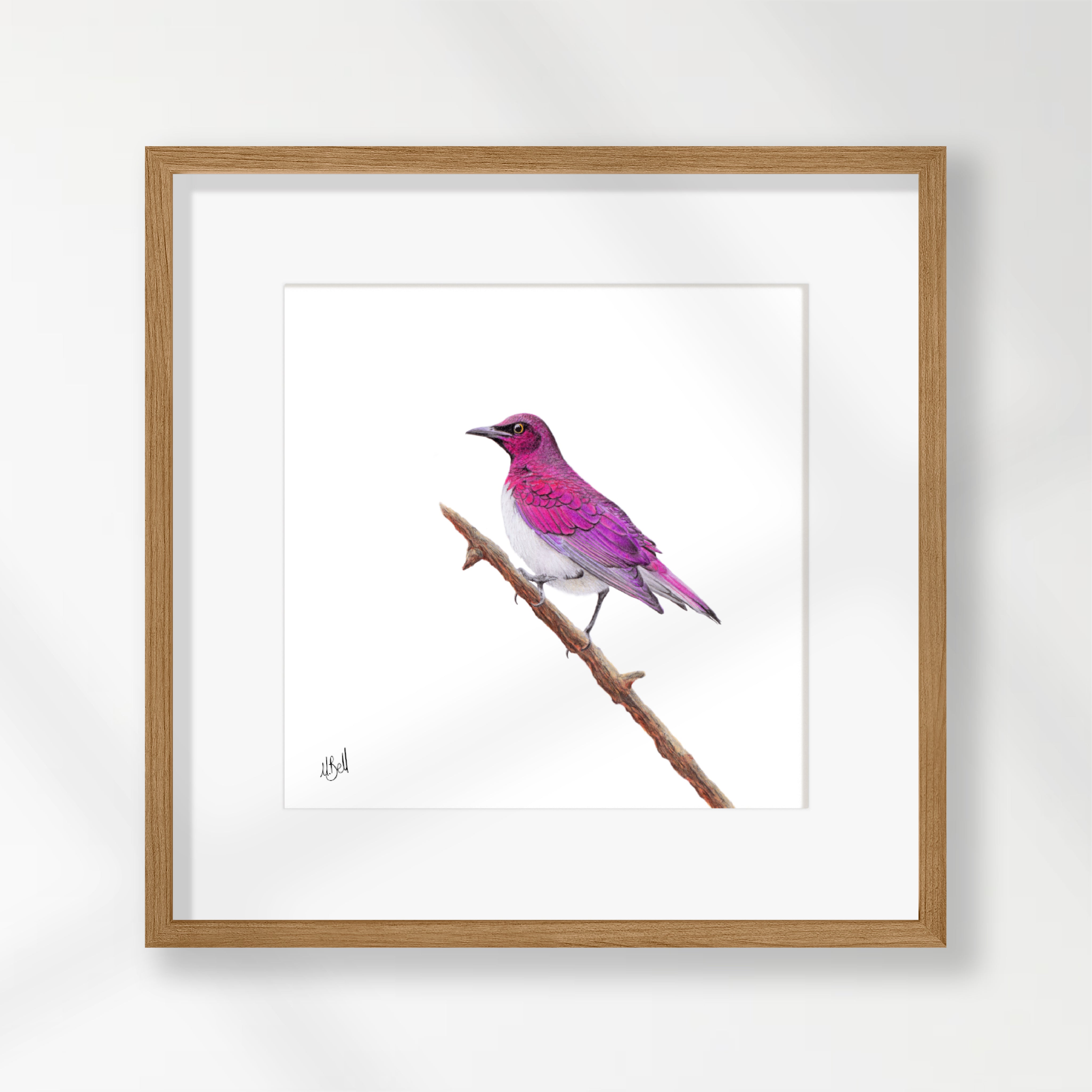 Violet Backed Starling - VBST
