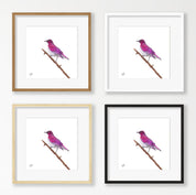 Violet Backed Starling - VBST