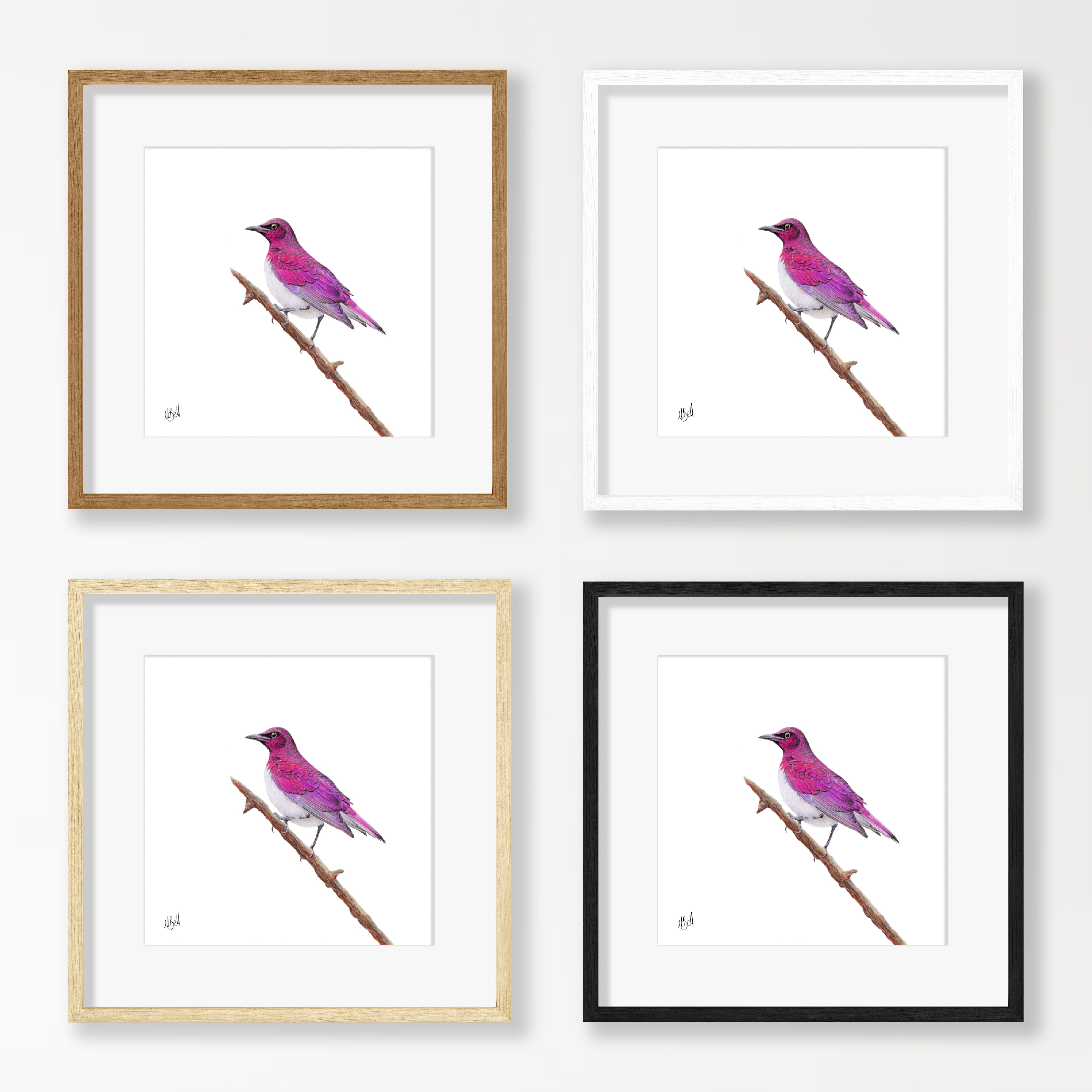 Violet Backed Starling - VBST