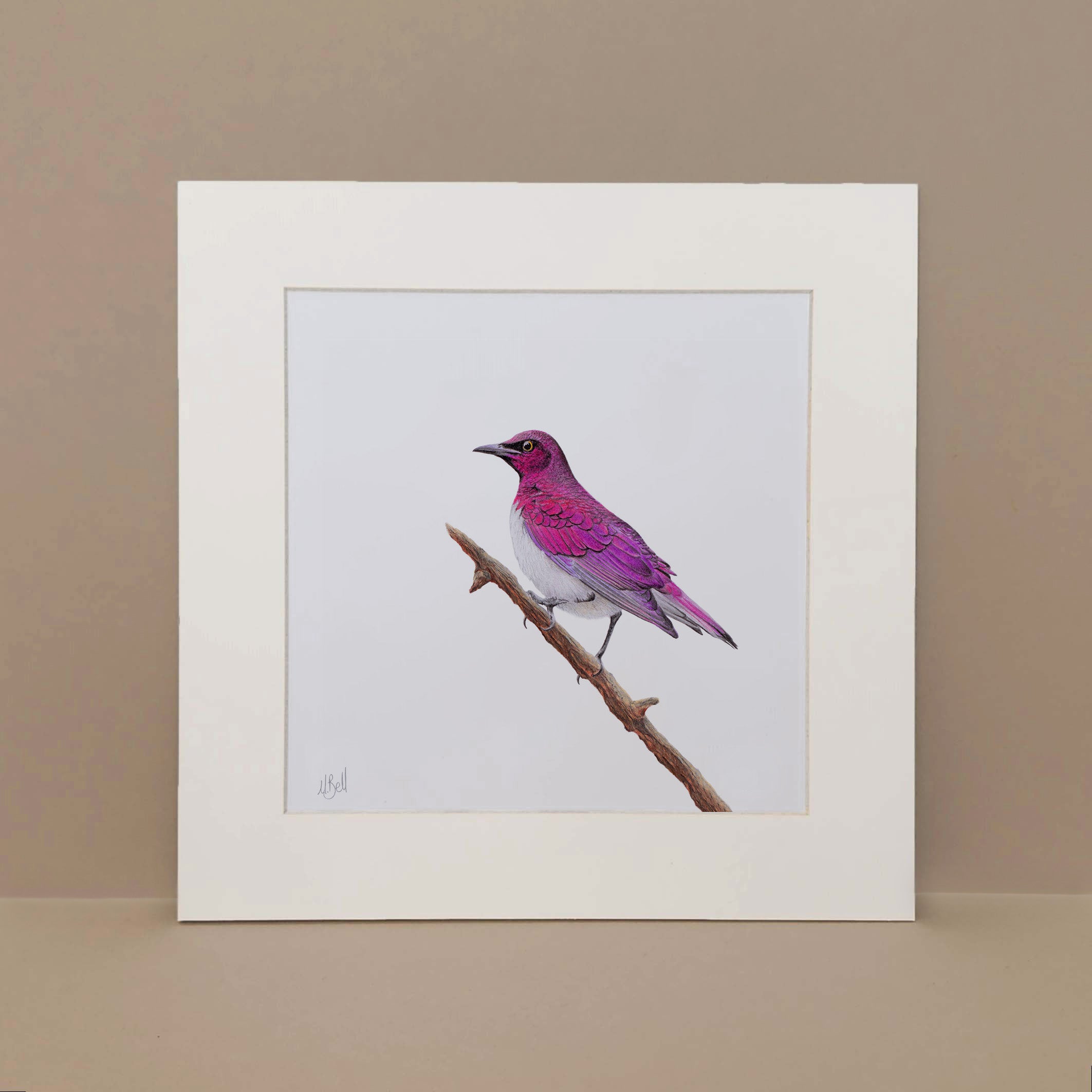 Violet Backed Starling South African bird artwork print in pencil by Matthew Bell