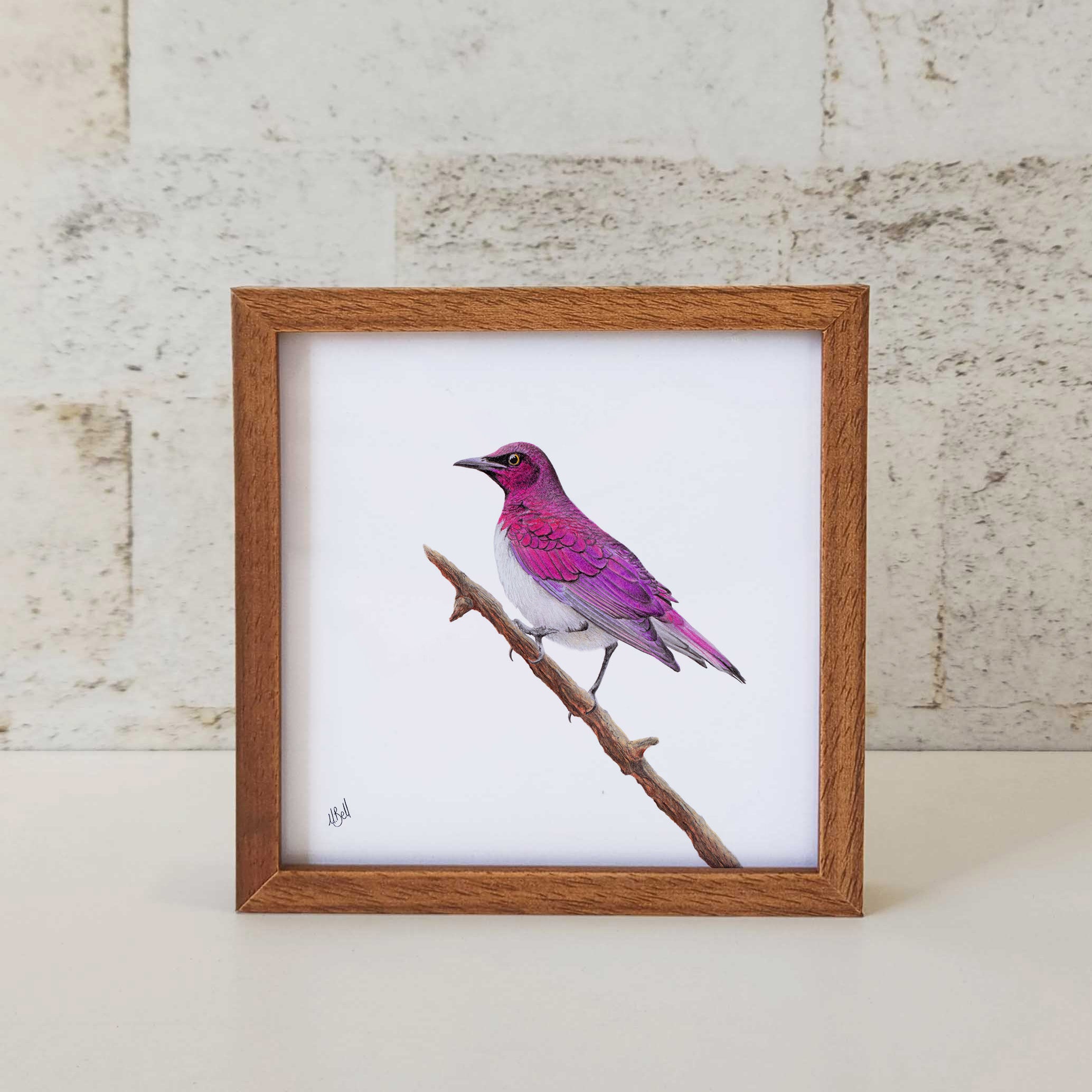 Kiaat wood framed miniature artwork of a Violet Backed Starling, part of wildlife artist Matthew Bell's birds of South Africa gallery