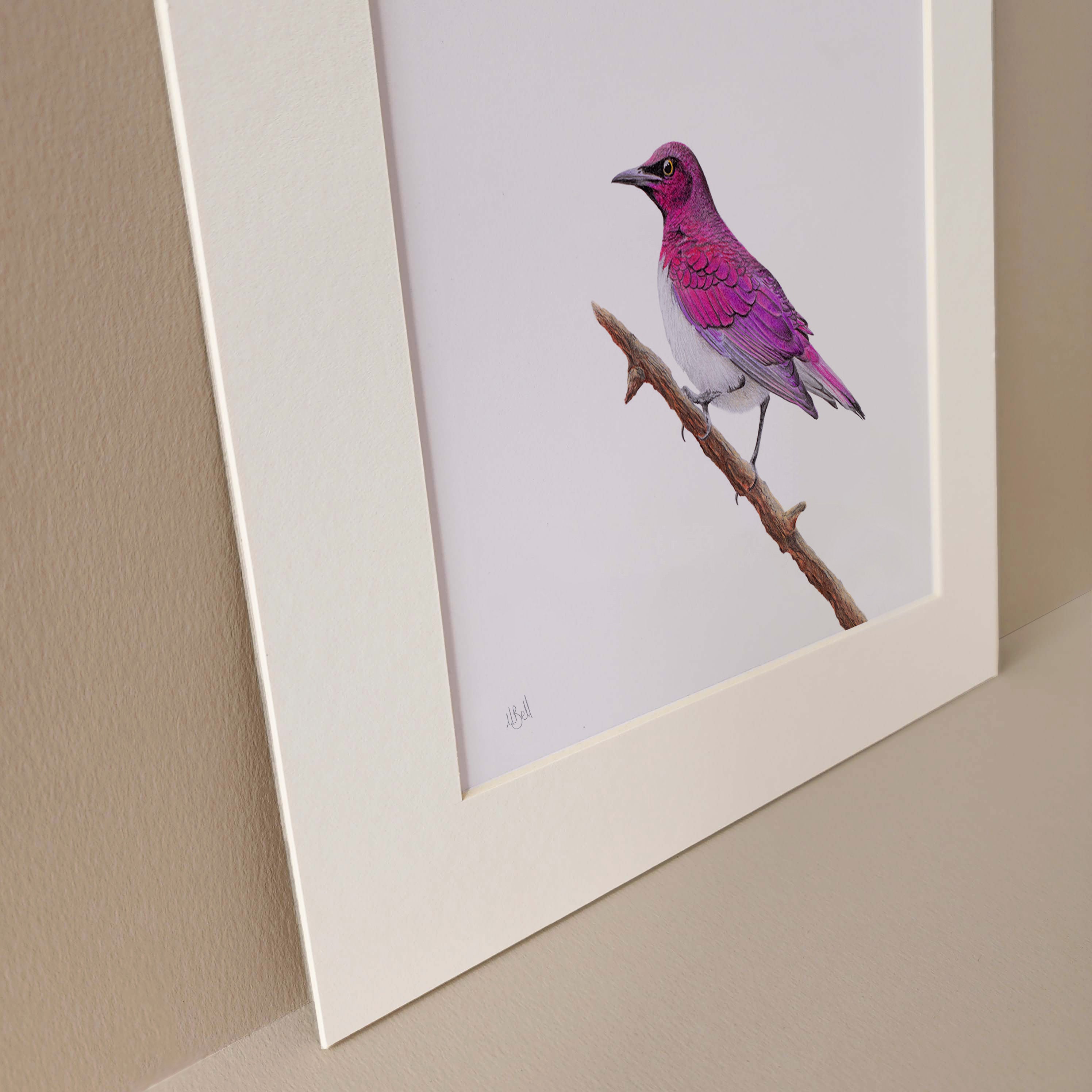 Violet Backed Starling South African bird artwork print in pencil by Matthew Bell