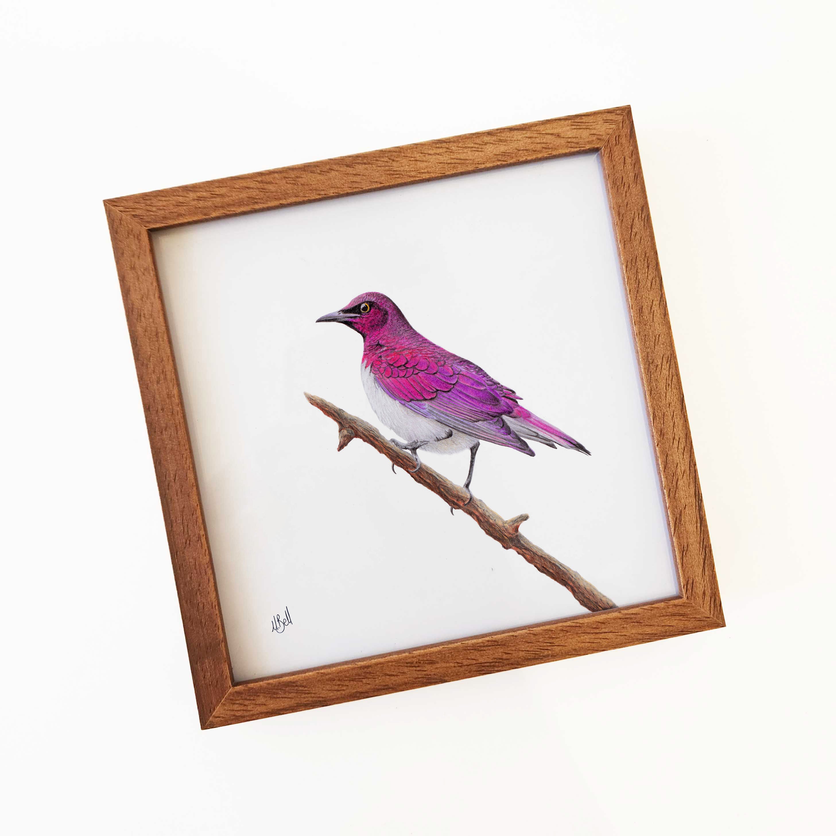 Kiaat wood framed miniature artwork of a Violet Backed Starling, part of wildlife artist Matthew Bell's birds of South Africa gallery