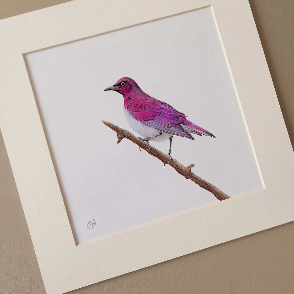 Violet Backed Starling South African bird artwork print in pencil by Matthew Bell