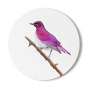Violet Backed Starling Wooden Coaster - VBST