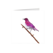 Violet Backed Starling Greeting Card - VBST
