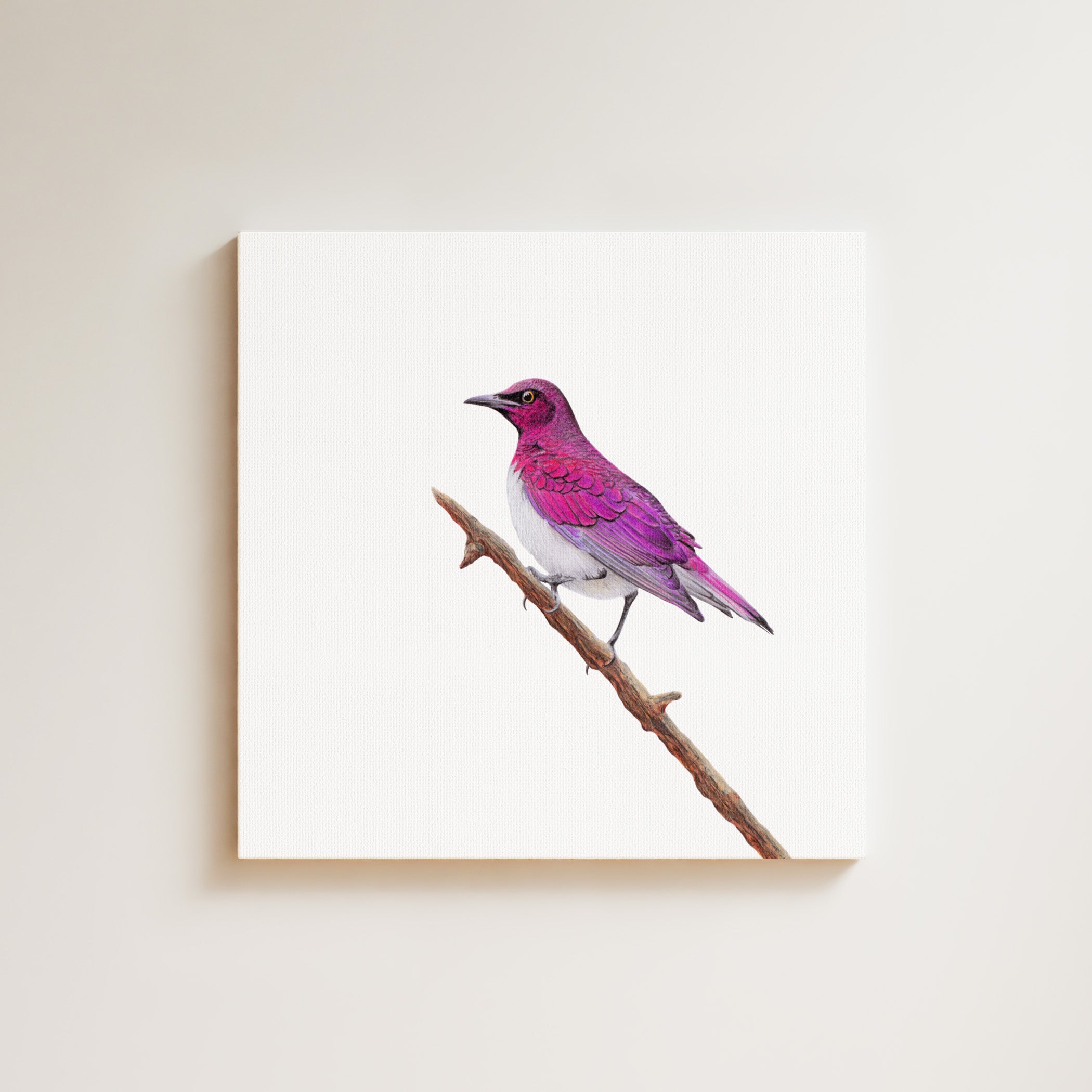 Violet Backed Starling drawing on canvas by South African wildlife artist Matthew Bell