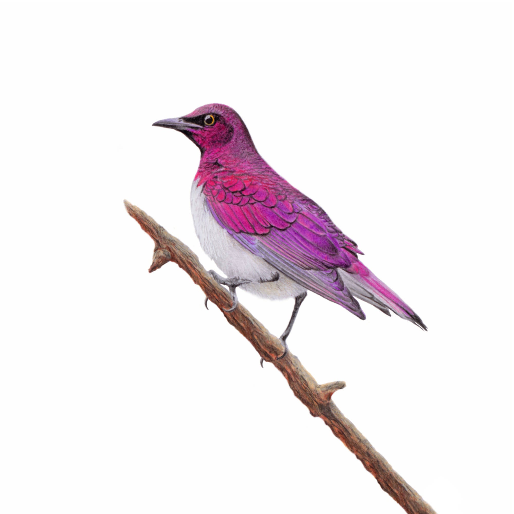 Violet Backed Starling South African bird artwork