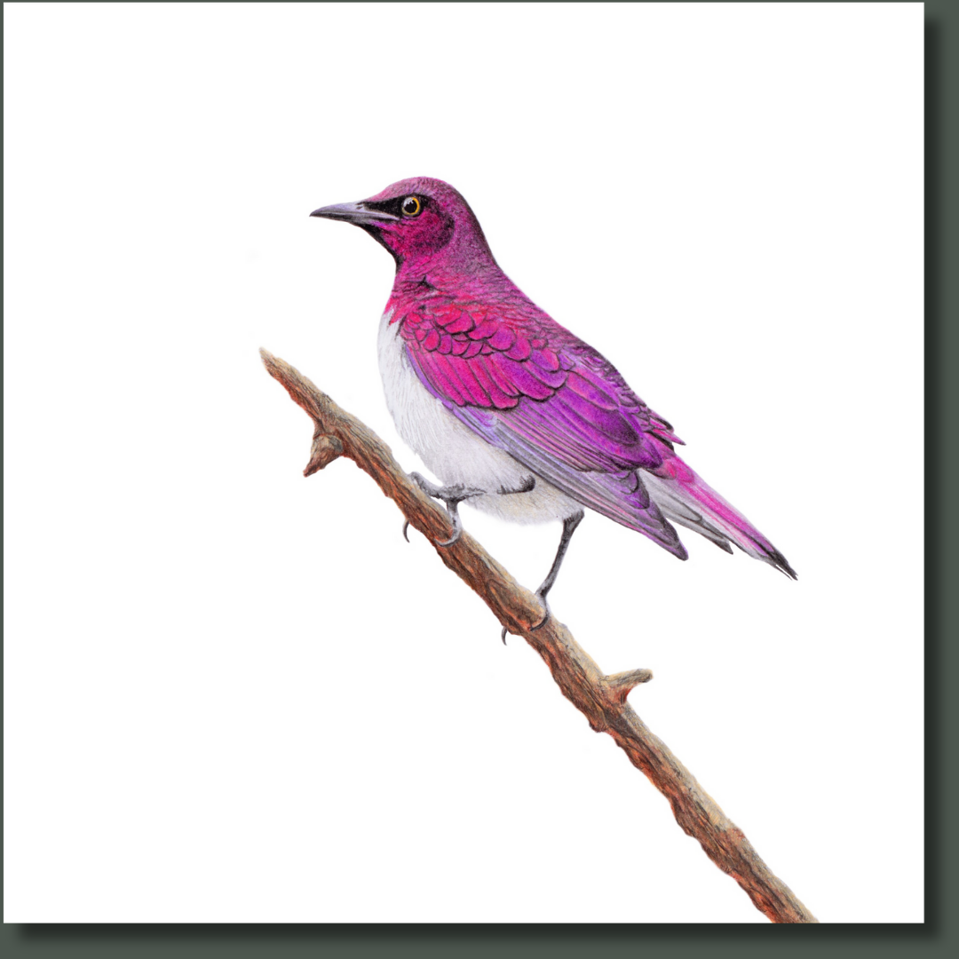 Violet Backed Starling (VBST) on Canvas