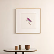 Violet Backed Starling - The Original