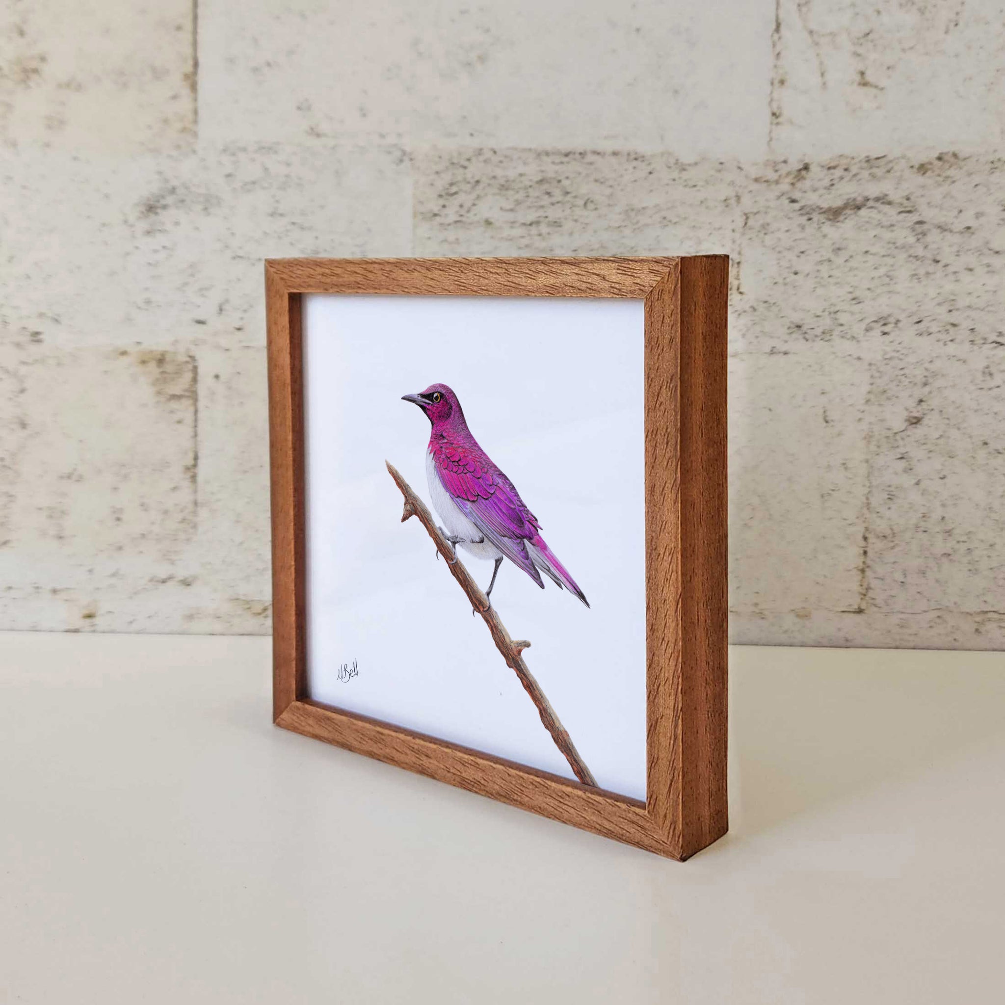 Kiaat wood framed miniature artwork of a Violet Backed Starling, part of wildlife artist Matthew Bell's birds of South Africa gallery