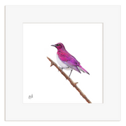 Violet Backed Starling - VBST