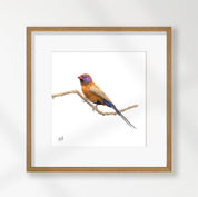 Violet Eared Waxbill - VEW