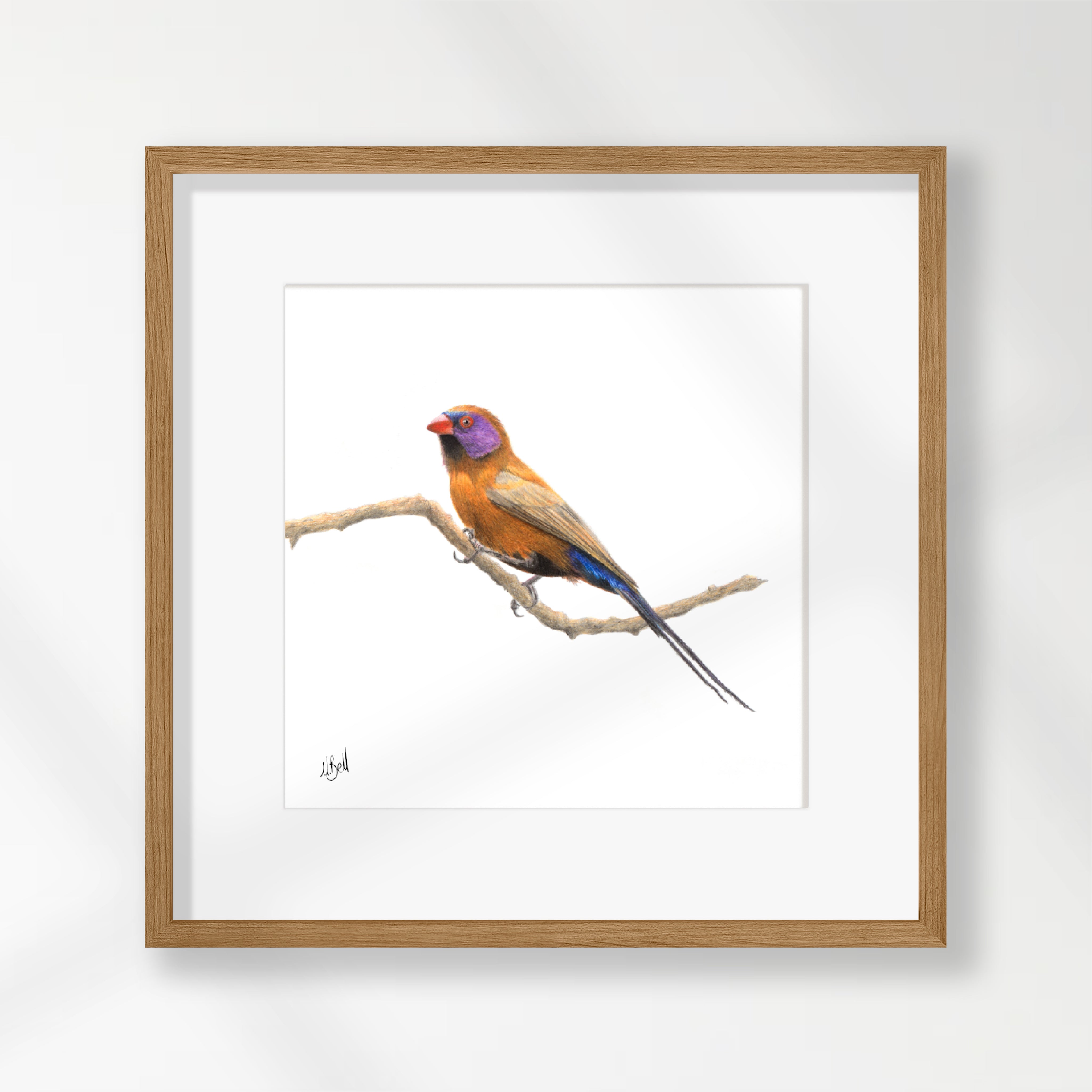 Violet Eared Waxbill - VEW