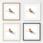 Violet Eared Waxbill - VEW