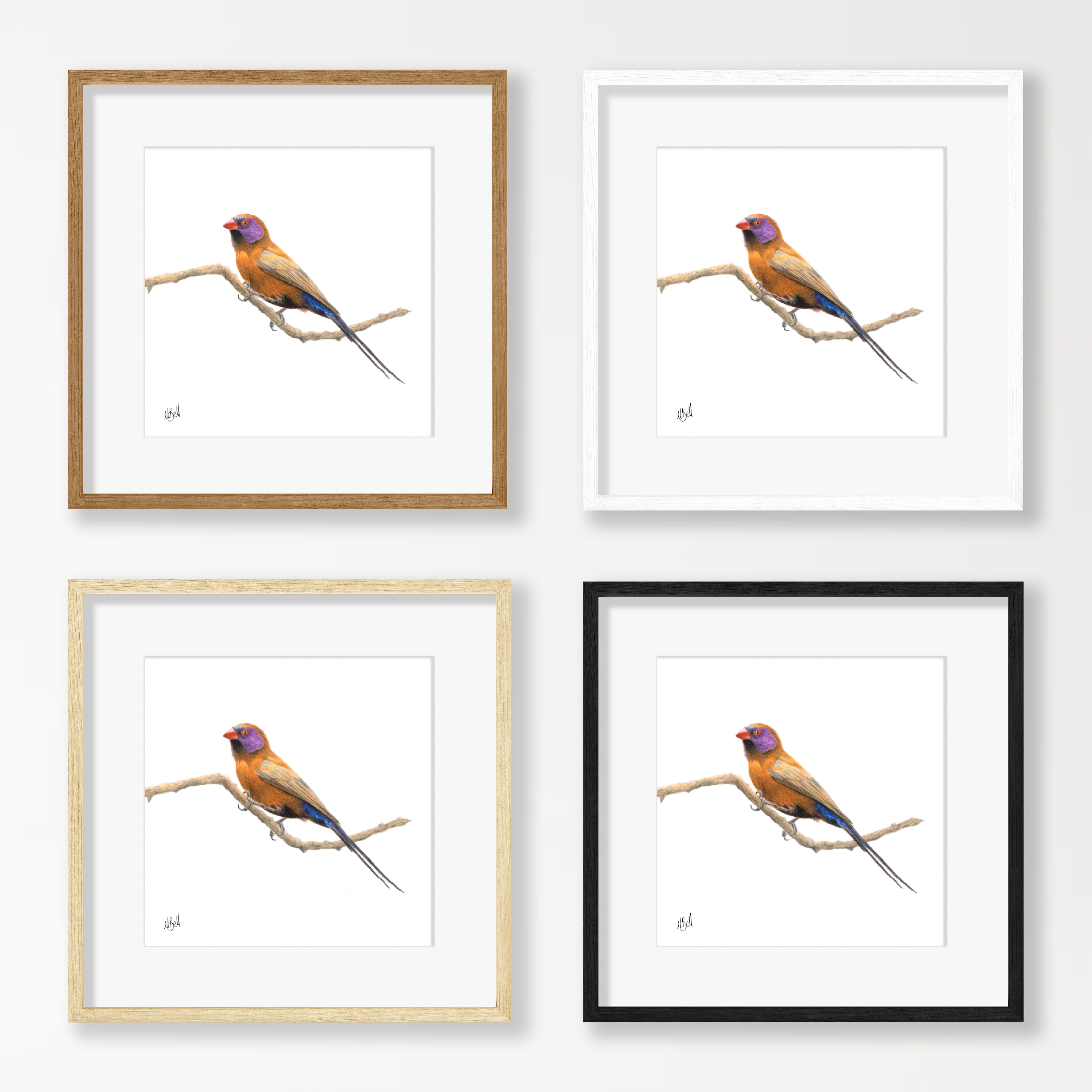 Violet Eared Waxbill - VEW