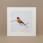 Violet Eared Waxbill South African bird artwork in pencil