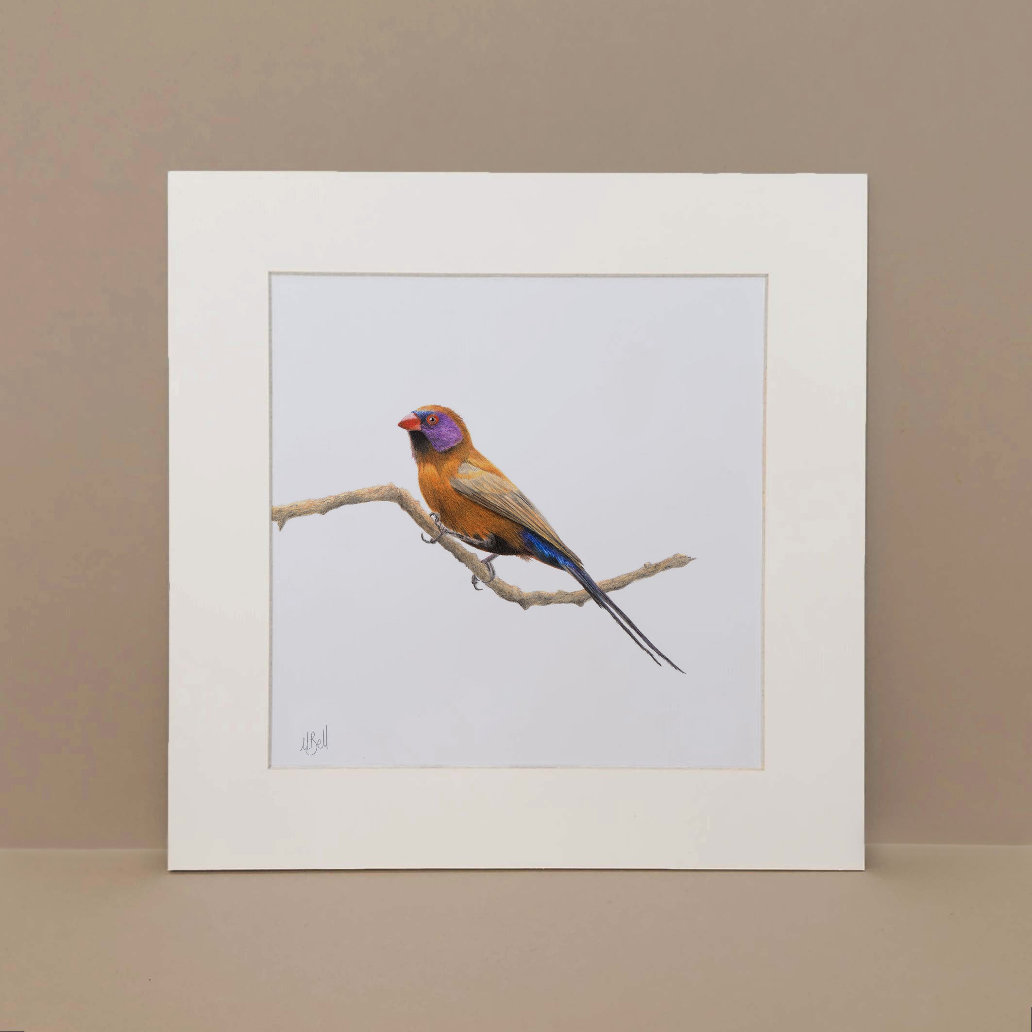 Violet Eared Waxbill South African bird artwork in pencil