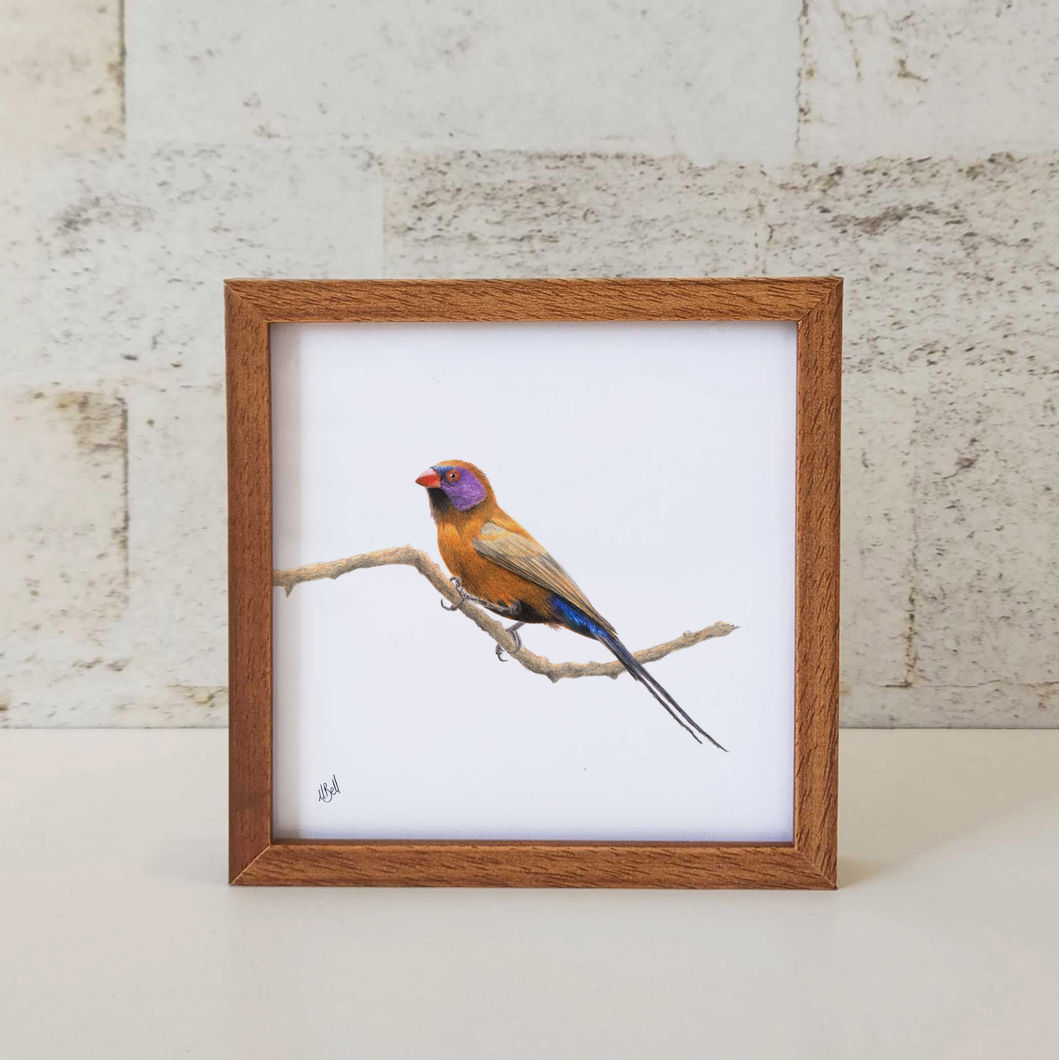 Kiaat wood framed miniature artwork of a Violet Eared Waxbill, part of wildlife artist Matthew Bell's birds of South Africa gallery