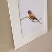 Violet Eared Waxbill South African bird artwork in pencil