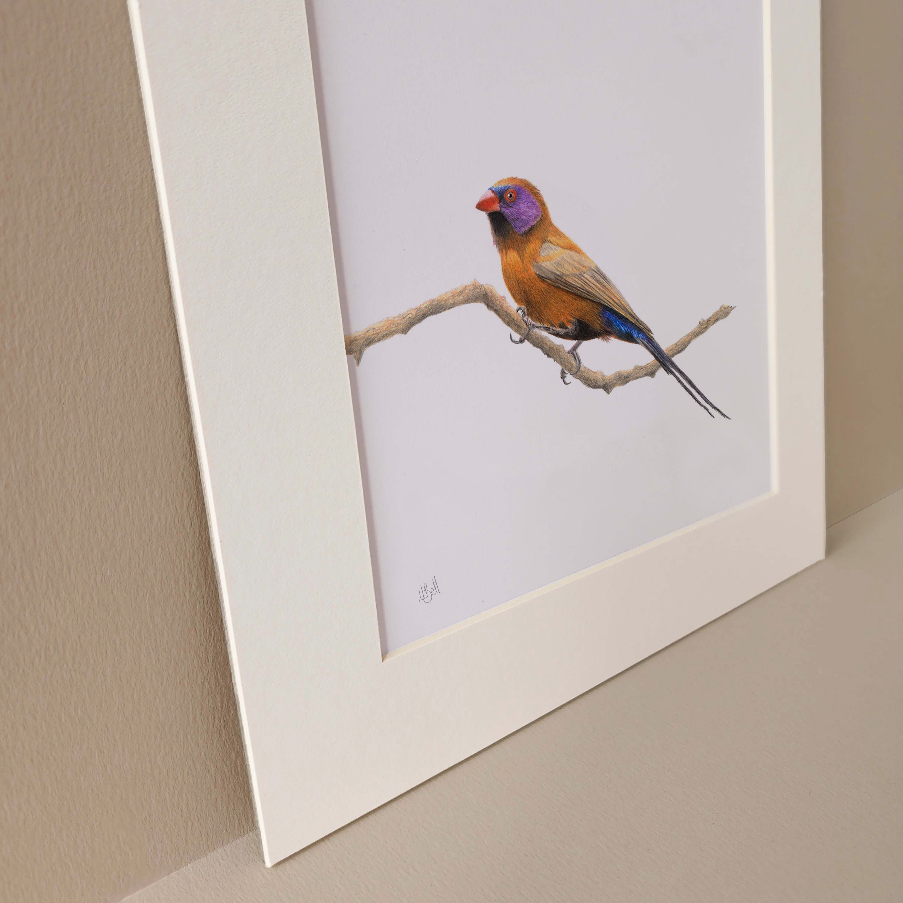 Violet Eared Waxbill South African bird artwork in pencil