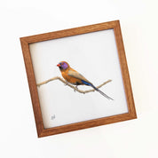 Kiaat wood framed miniature artwork of a Violet Eared Waxbill, part of wildlife artist Matthew Bell's birds of South Africa gallery