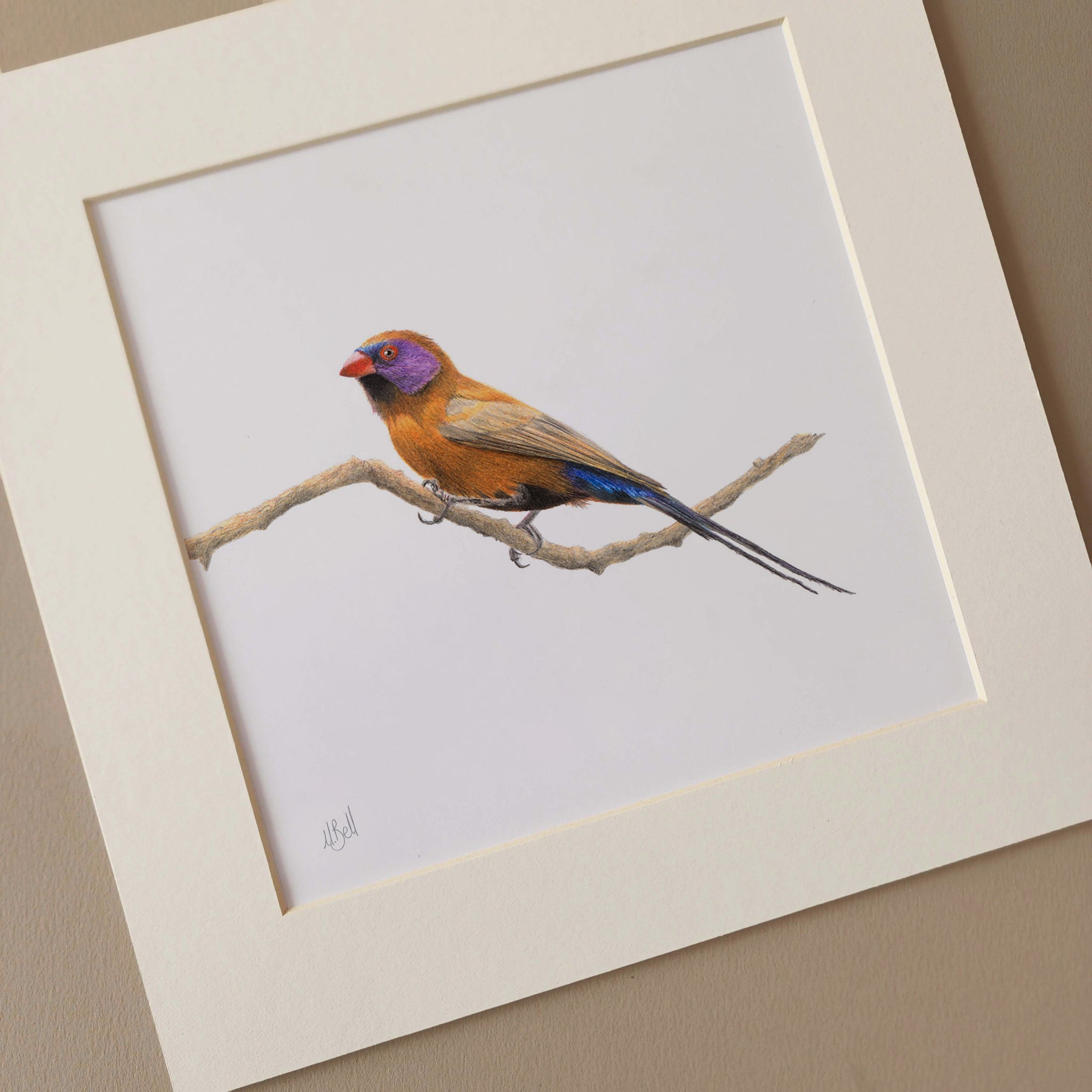 Violet Eared Waxbill South African bird artwork in pencil