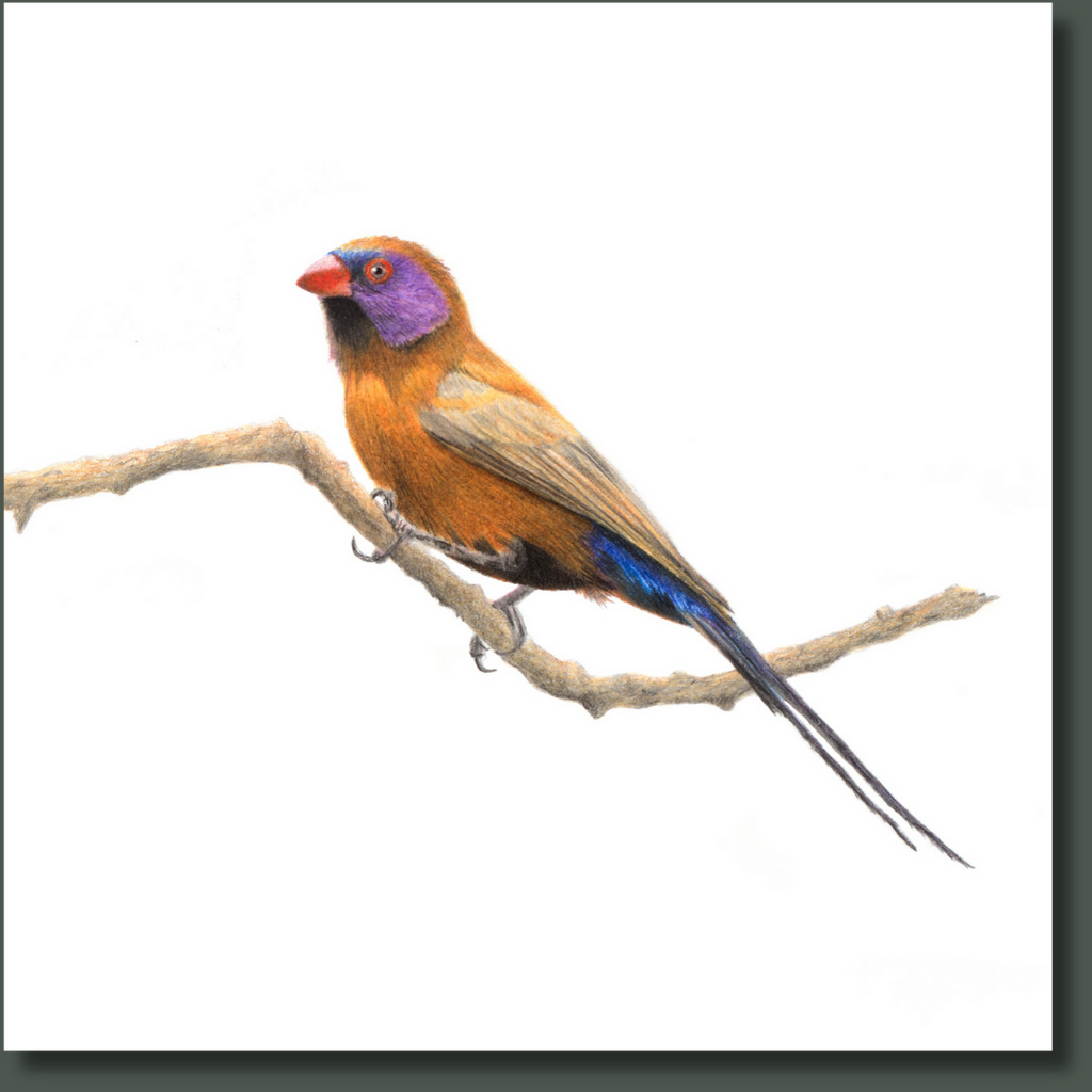 Violet Eared Waxbill bird artwork original