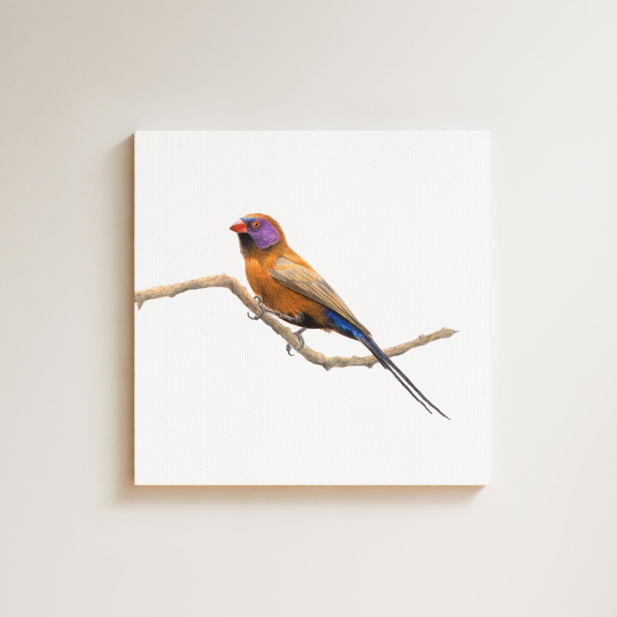 Violet Eared Waxbill drawing on canvas by South African wildlife artist Matthew Bell