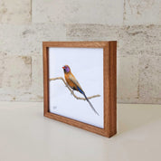 Kiaat wood framed miniature artwork of a Violet Eared Waxbill, part of wildlife artist Matthew Bell's birds of South Africa gallery