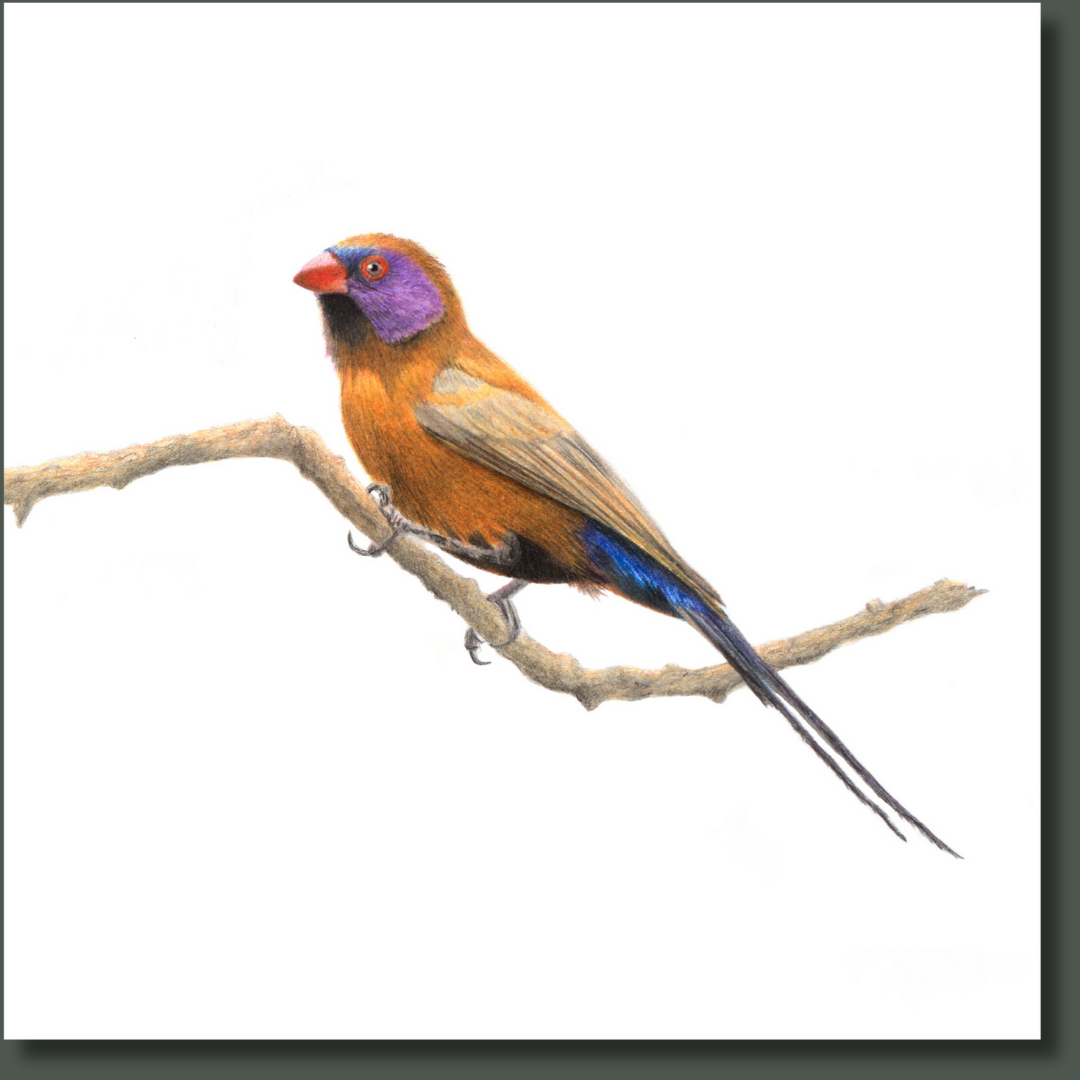 Violet Eared Waxbill (VEW) on Canvas
