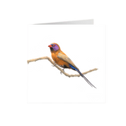 Violet Eared Waxbill Greeting Card - VEW