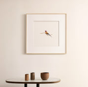 Violet Eared Waxbill - The Original