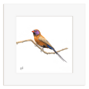 Violet Eared Waxbill - VEW