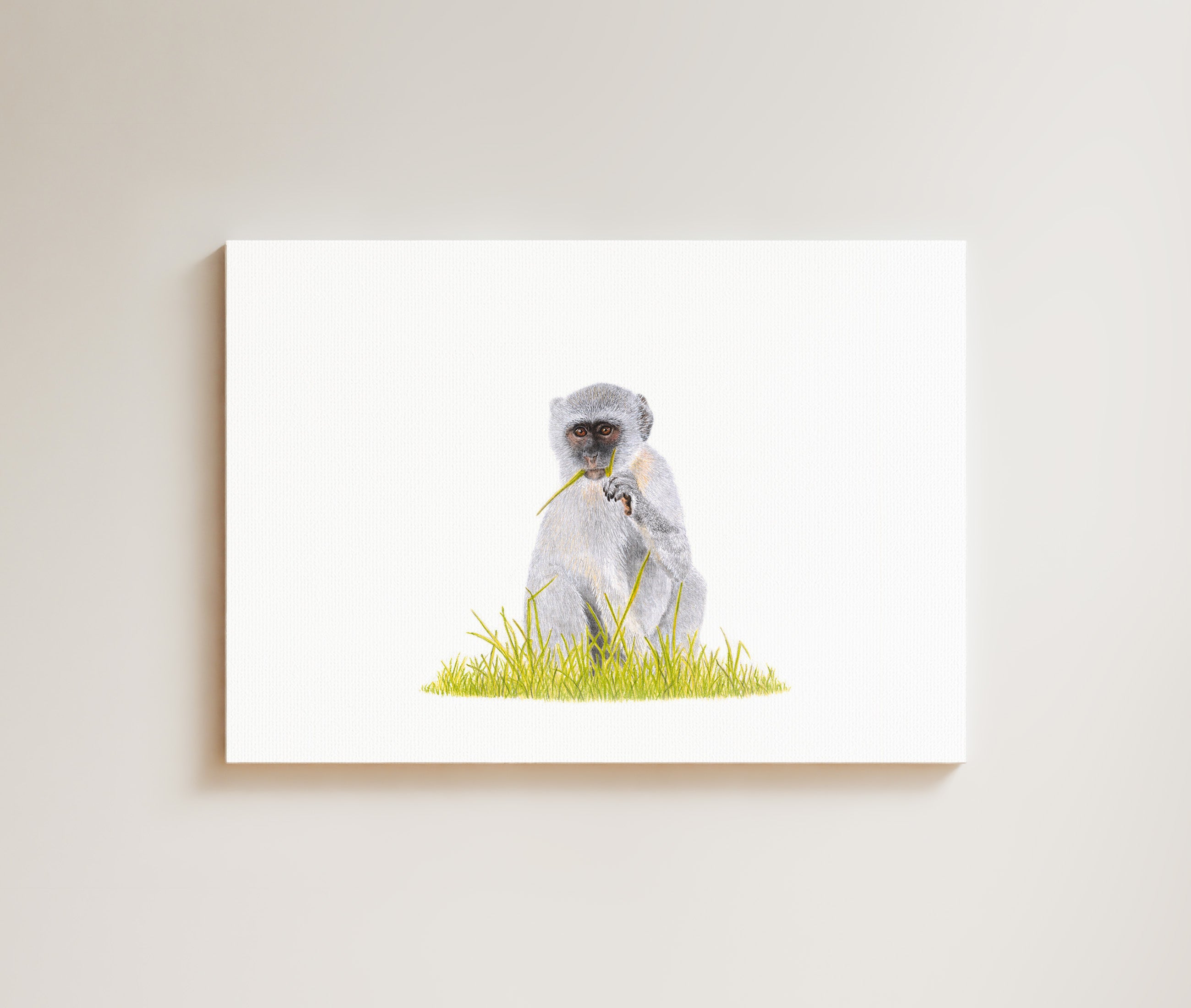 Vervet Monkey drawing on canvas by South African wildlife artist Matthew Bell