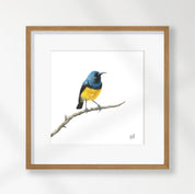 Variable Sunbird - VSB