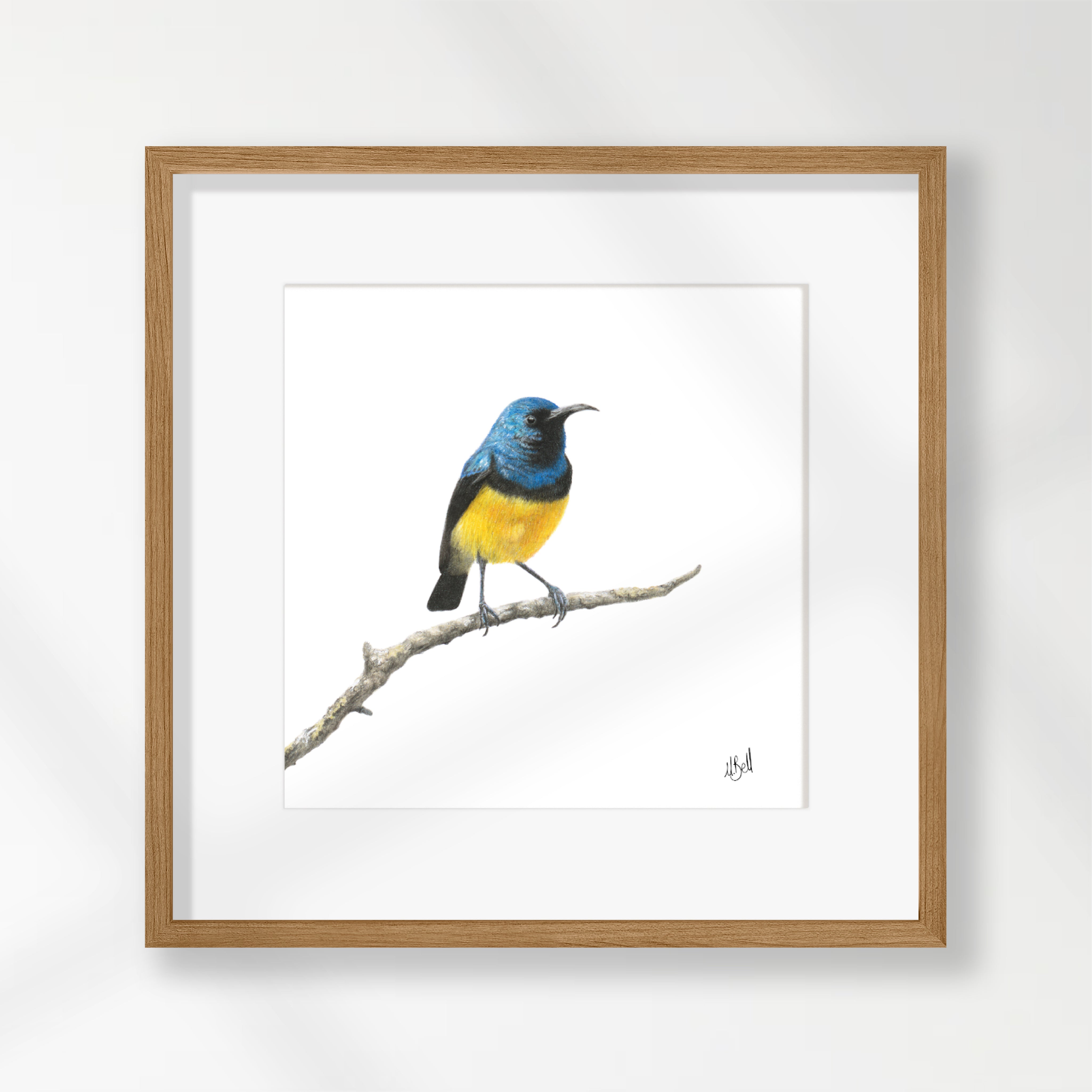 Variable Sunbird - VSB