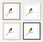 Variable Sunbird - VSB
