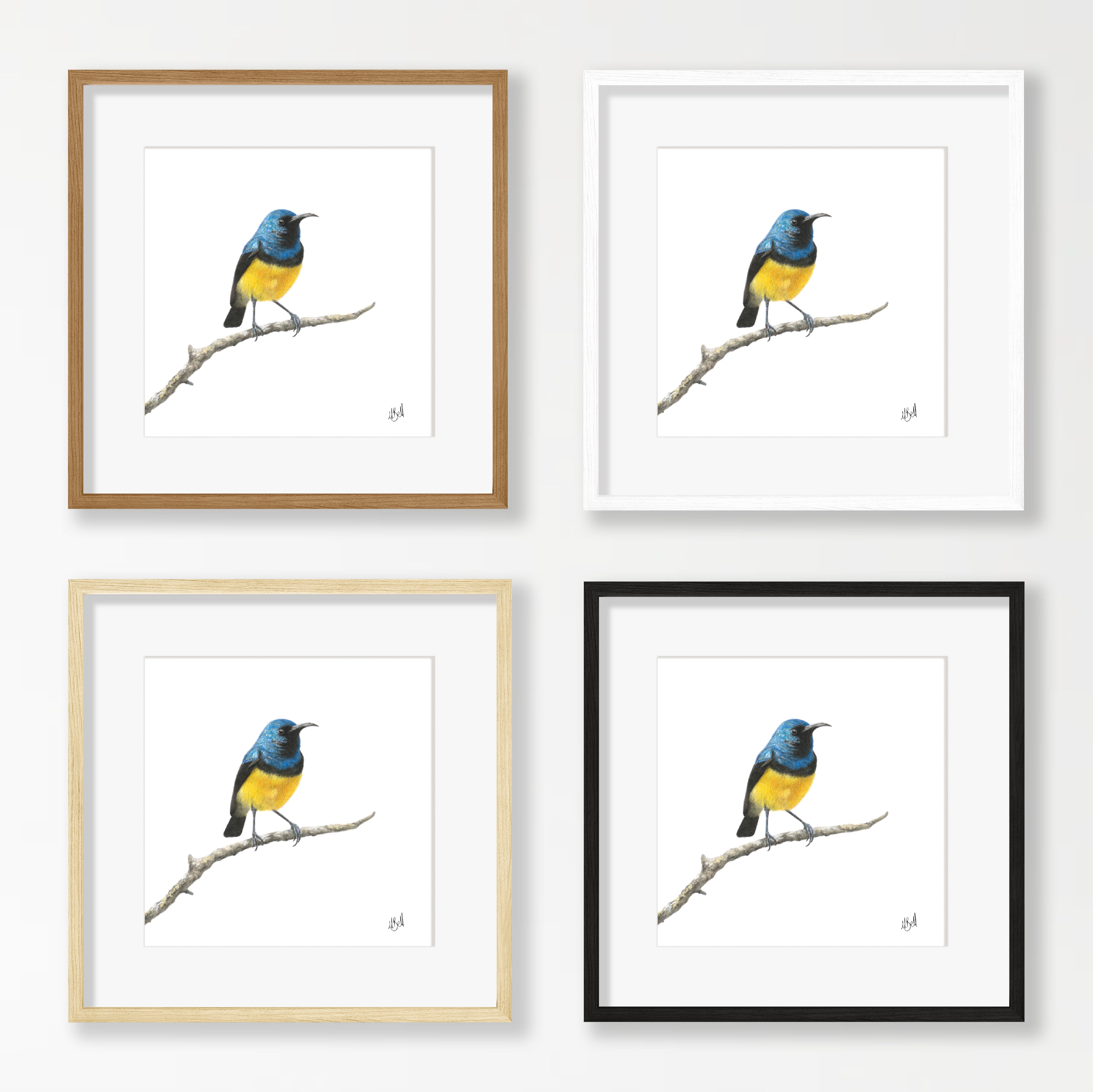 Variable Sunbird - VSB