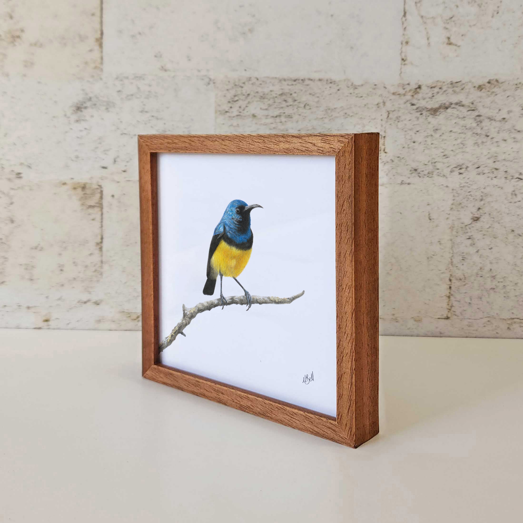 Kiaat wood framed miniature artwork of a Variable Sunbird, part of wildlife artist Matthew Bell's birds of South Africa gallery