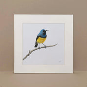 Variable Sunbird South African bird realistic artwork