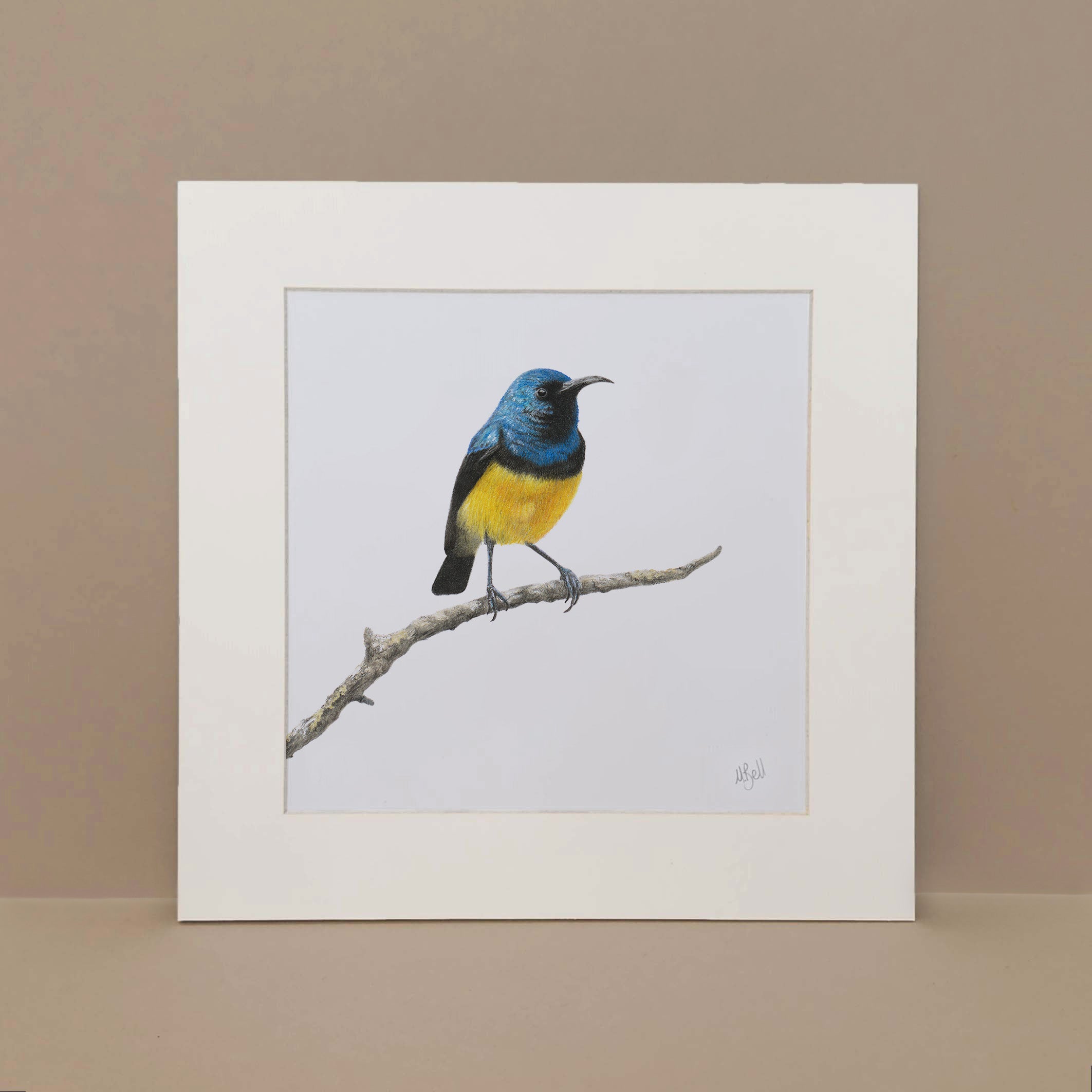 Variable Sunbird South African bird realistic artwork