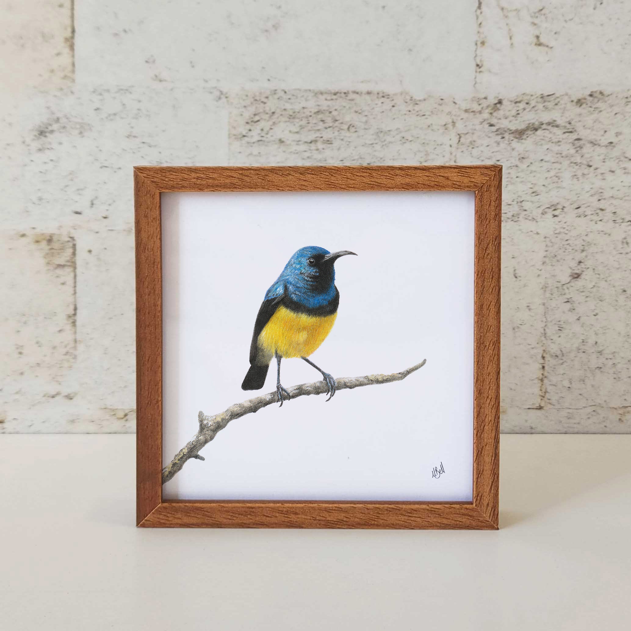 Kiaat wood framed miniature artwork of a Variable Sunbird, part of wildlife artist Matthew Bell's birds of South Africa gallery