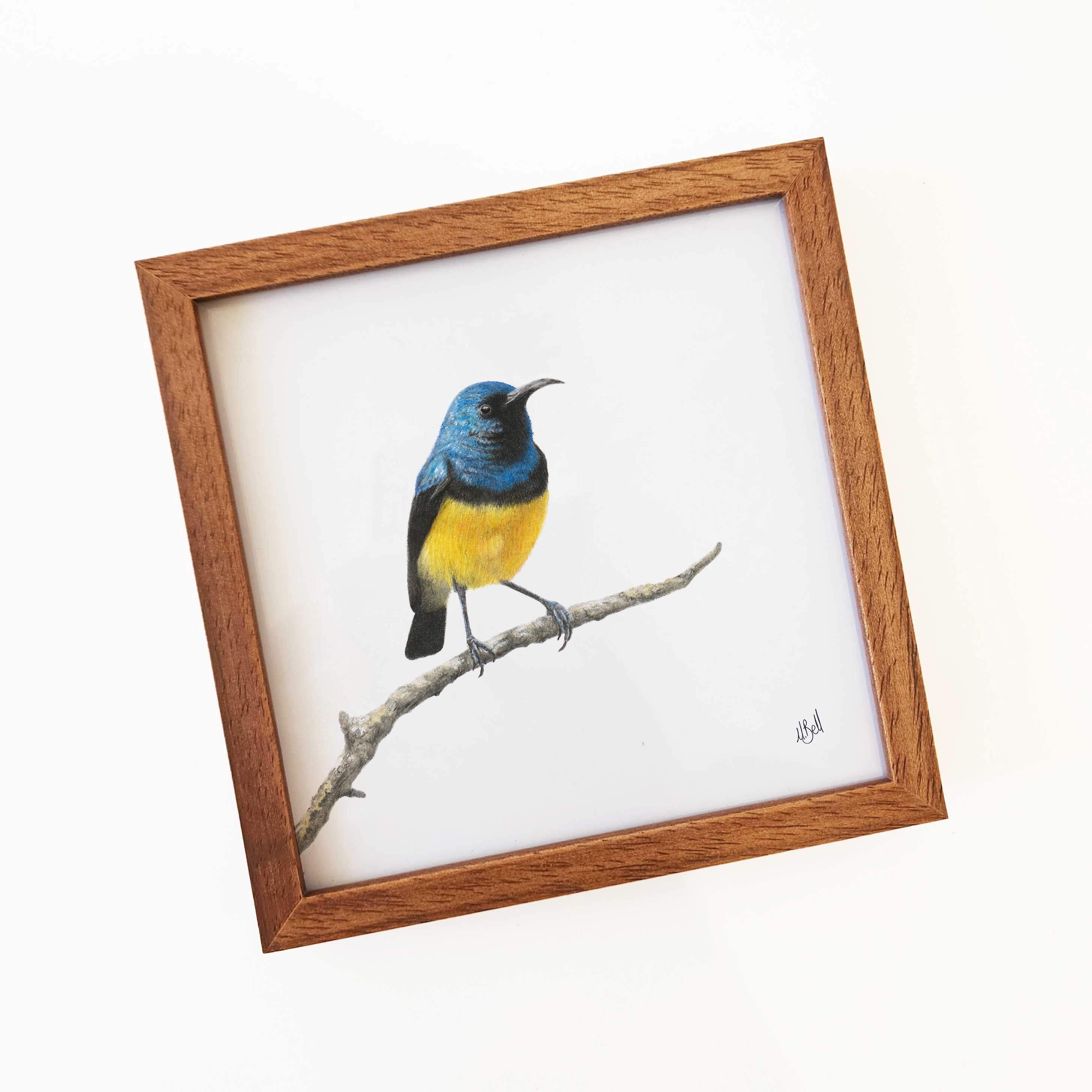 Kiaat wood framed miniature artwork of a Variable Sunbird, part of wildlife artist Matthew Bell's birds of South Africa gallery