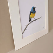 Variable Sunbird South African bird realistic artwork