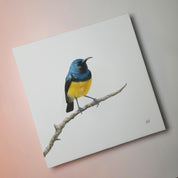 Variable Sunbird South African bird artwork on canvas stretched on wooden frame