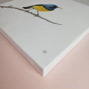 Variable Sunbird South African bird artwork on canvas stretched on wooden frame