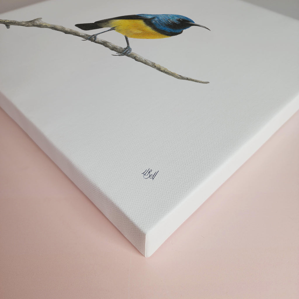 Variable Sunbird wood framed bird art print