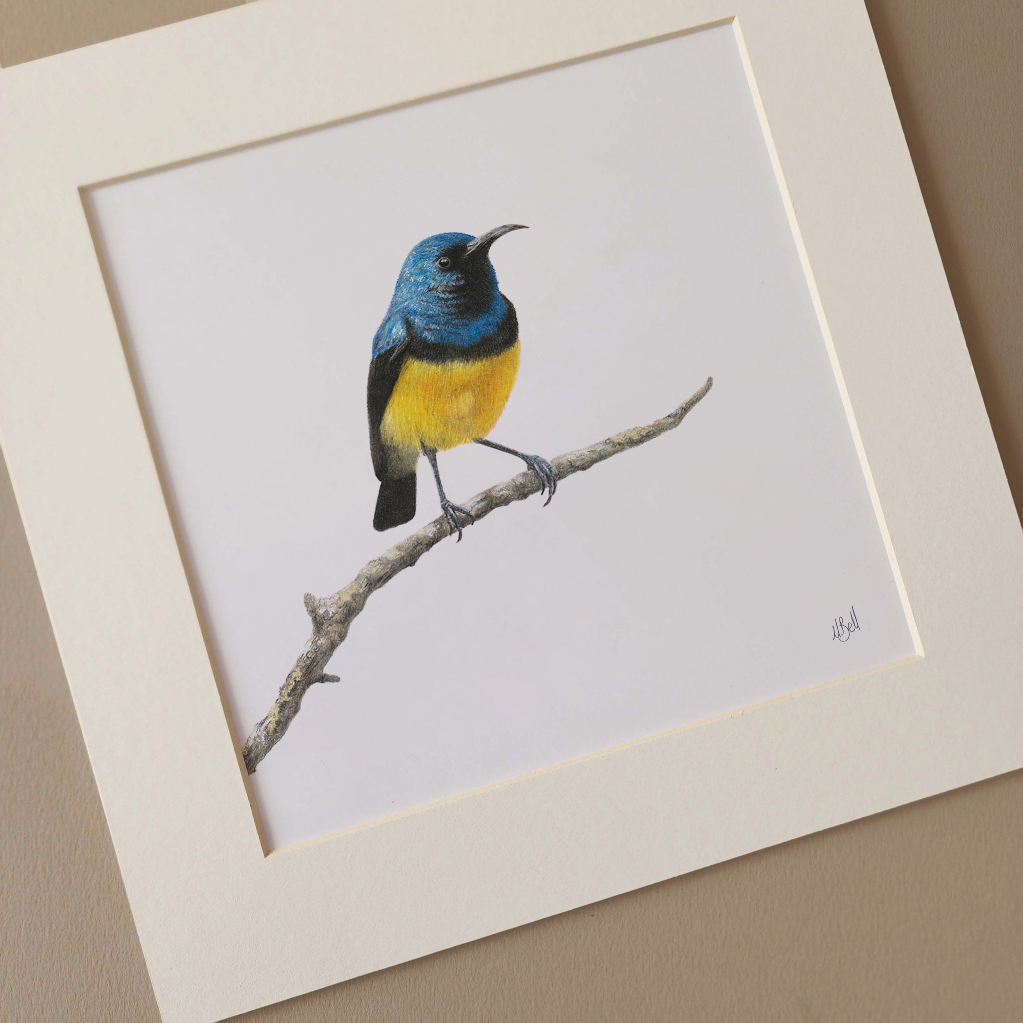 Variable Sunbird South African bird realistic artwork